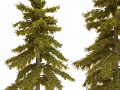 spruce tree pine tree 3d model