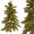 spruce tree pine tree 3d model