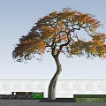 Curved Trunk Tree With Orange And Green Leaves Against Blue Sky With White Clouds