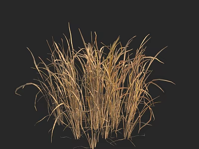 Natural Dried Flowers Arrangement In Vase With Golden Brown Grass For Home Decor 3d model