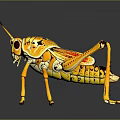 Vibrant Yellow Grasshopper With Red Wings On Dark Reflective Surface