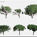 pine conifer trees 3d model