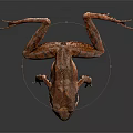 Brown Frog With Dark Spotted Patterns On Smooth Black Reflective Surface 3d model