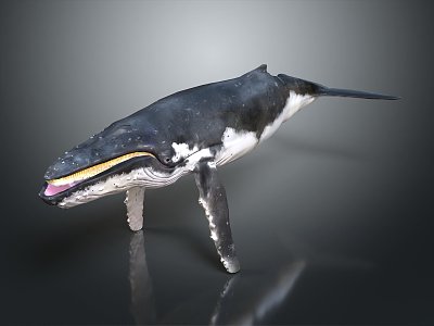 Modern Whale Cartoon Whale Mammal Marine Mammal 3d model