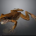 Orange Frog with Open Mouth and Prominent Red Eyes on Dark Background