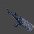 Spotted Black and White Whale Shark Game and Movie Character Marine Creature Design