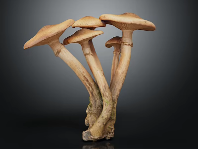 Brown Mushrooms Cluster With Light Stems And Broad Caps Against Dark Background 3d model