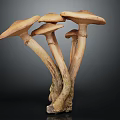 Brown Mushrooms Cluster With Light Stems And Broad Caps Against Dark Background
