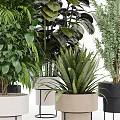 Various Types Of Lush Potted Plants With Decorative Colored Pots And Different Leaf Shapes
