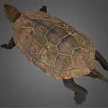 Brown Carapace Turtle With Intricate Patterns And Extended Limbs On Gray Background 3d model