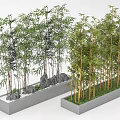 Bamboo Plants In Rectangular Planters With Rocks 3d model