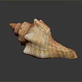 Marine Animal Conch Shell Striped Orange And White Spiral Close Up View