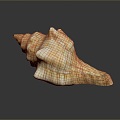 conch bone snail snail field snail shellfish marine animal fish freshwater fish marine fish animal 3d model