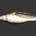 Decorative Ornament Set Featuring White Seashell With Brown Spots On Black Background For Home Decor
