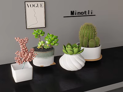 Various Succulent Plants In Different Ceramic Planters For Indoor Tabletop Decor 3d model