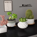 Various Succulent Plants In Different Ceramic Planters For Indoor Tabletop Decor