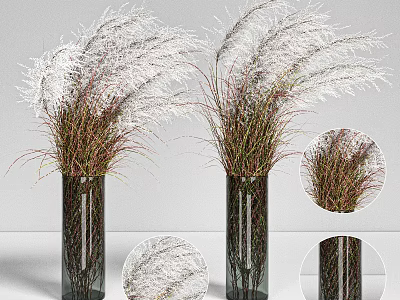 Glass Cylindrical Vase With White Plume Reed Grass And Green Red Stems For Home Decor 3d model