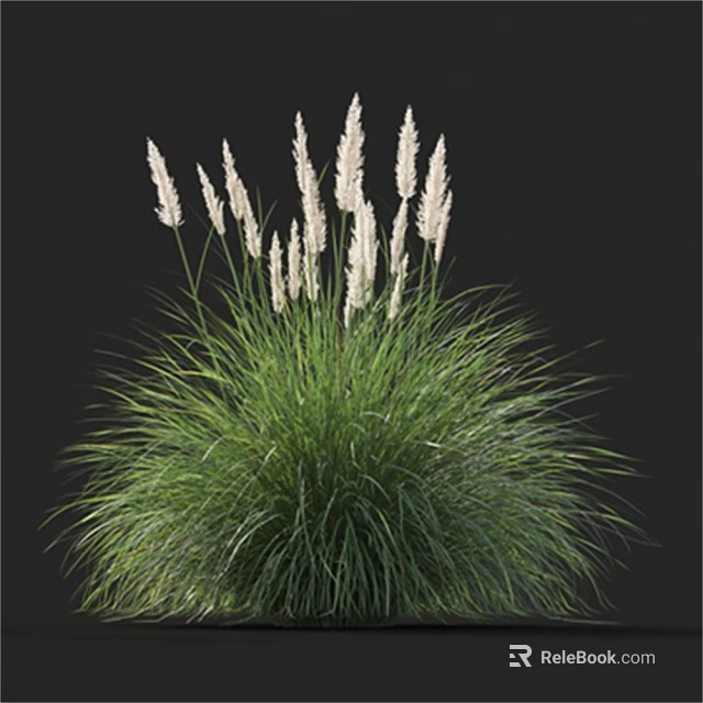 Lush Green Ornamental Grass With Tall White Plumes In Dark Backdrop 3d model 