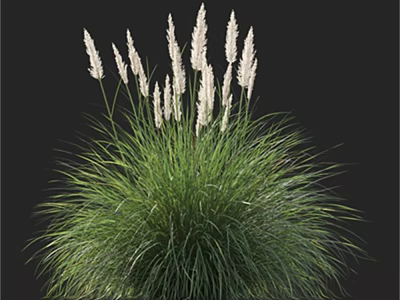 Lush Green Ornamental Grass With Tall White Plumes In Dark Backdrop 3d model