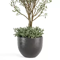 Lush Green Potted Plants in Decorative Gold Trim and Gray Base Pots for Indoor Decor