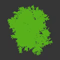 Tall Leafy Arbor With Green Leaves Willow Branches And Human Silhouette