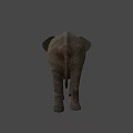 Majestic Elephant Standing With Raised Trunk And Shadow On Beige Background