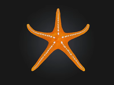 Vibrant Orange Starfish with White Spots and Five Arms in Marine Environment 3d model
