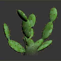 Natural Green Cactus With Branching Stems Yellow Spines And Dark Background Shadow