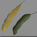 Two Leaves Yellowish Green And Dark Green With Spots On White Background Casting Shadows
