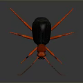 Red and Black Insect with Long Legs and Antennae on Dark Background Surface