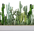 Potted Cactus Plants With Various Shapes In Gray Rectangular Planter For Indoor Decor 3d model