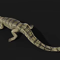 Detailed Realistic Reptile Crocodile With Long Snout Sharp Teeth And Scaly Body