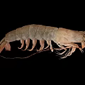 Aquatic Animal Shrimp With Complete Morphology Antennae Legs And Natural Coloration