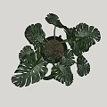 Monstera Potted Plant With Large Green Leaves In Black Pot And Wooden Stand
