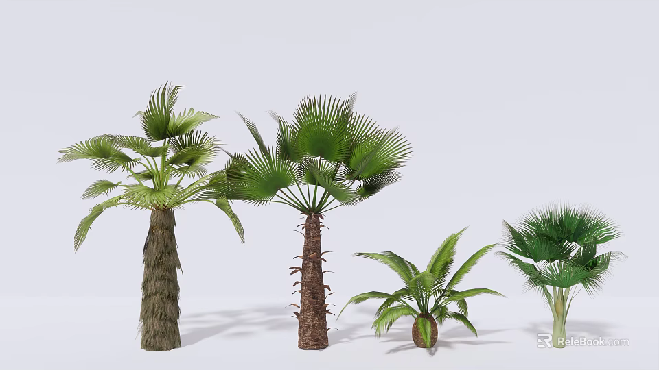 Tropical Palm Trees of Various Sizes with Green Fronds and Textured Trunks 3d model 