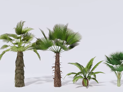 Tropical Palm Trees of Various Sizes with Green Fronds and Textured Trunks 3d model