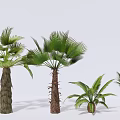 Tropical Palm Trees of Various Sizes with Green Fronds and Textured Trunks