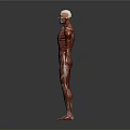 Human Medical Anatomical Models Skeleton Half And Full Muscle Structure 3d model