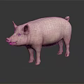 Realistic Pink Pig Standing On Black Background With Shiny Reflection 3d model