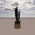 Garden Landscape With Tall Green Cactus Plant In Decorative Terracotta Pot