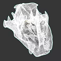 Detailed Fossilized Animal Skull With Anatomical Bone Structure And Teeth