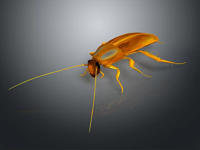 Detailed View Of Realistic Brown Cockroach With Long Antennae On Dark Background 3d model