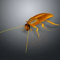 Detailed View Of Realistic Brown Cockroach With Long Antennae On Dark Background