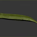 Fresh Green Okra Vegetable With Long Curved Shape And Smooth Surface 3d model