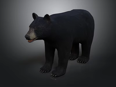 Black Bear Standing in Natural Posture with Thick Fur and Detailed Features 3d model