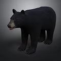 Black Bear Standing in Natural Posture with Thick Fur and Detailed Features