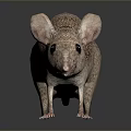 Detailed Realistic Mouse With Brown Fur Large Ears And Black Eyes Standing On Shiny Surface
