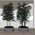 Lush Bamboo Plants In Round Gray Pots With White Pebbles And Wooden Slat Background