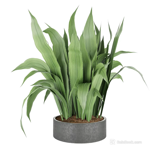 Lush Green Leafy Potted Plant with Broad Leaves in Gray Ceramic Pot 3d model 