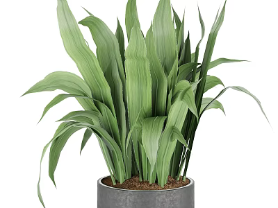 Lush Green Leafy Potted Plant with Broad Leaves in Gray Ceramic Pot 3d model